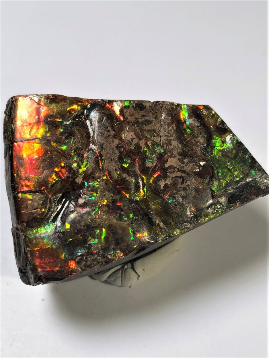 Ammolite