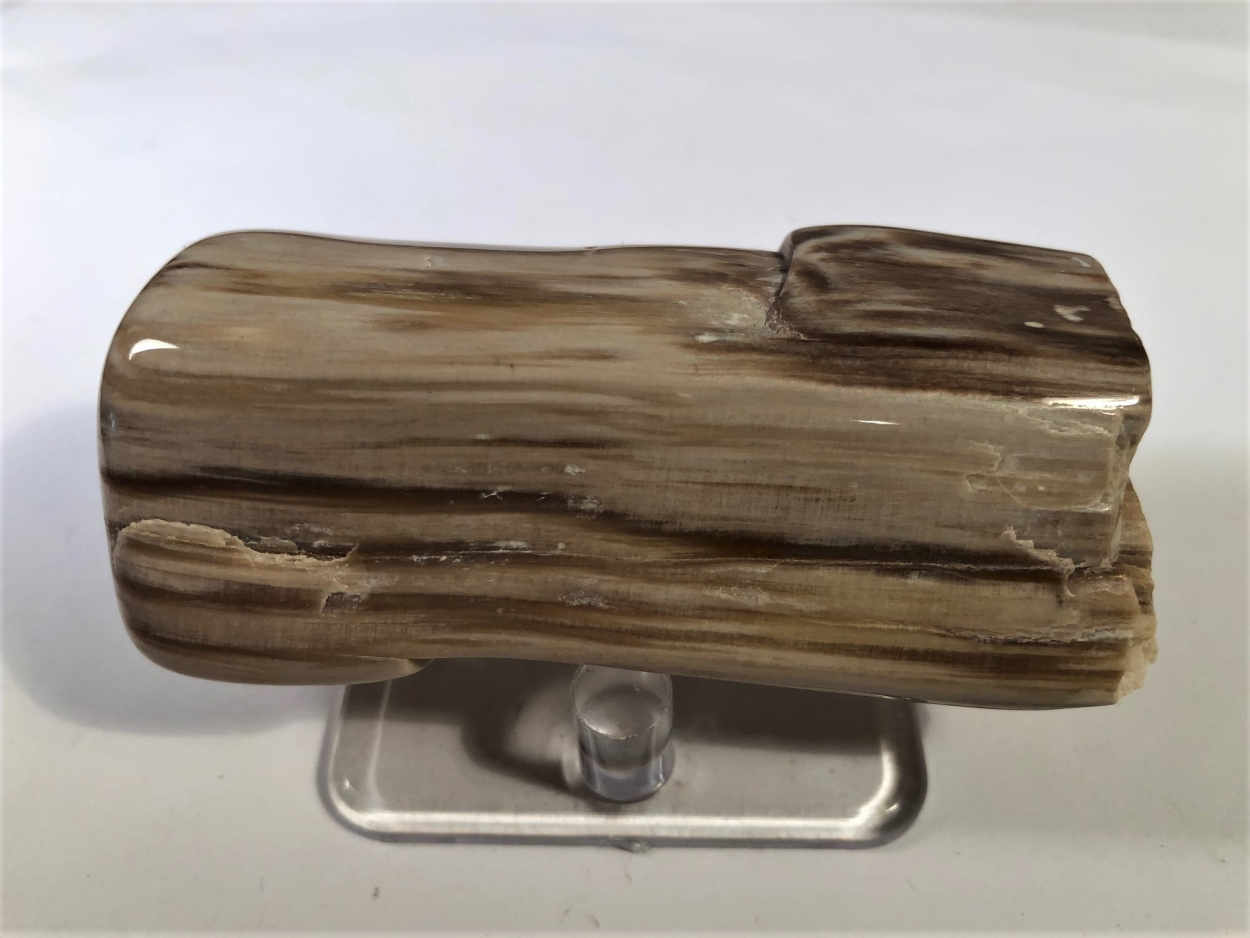 Petrified Wood