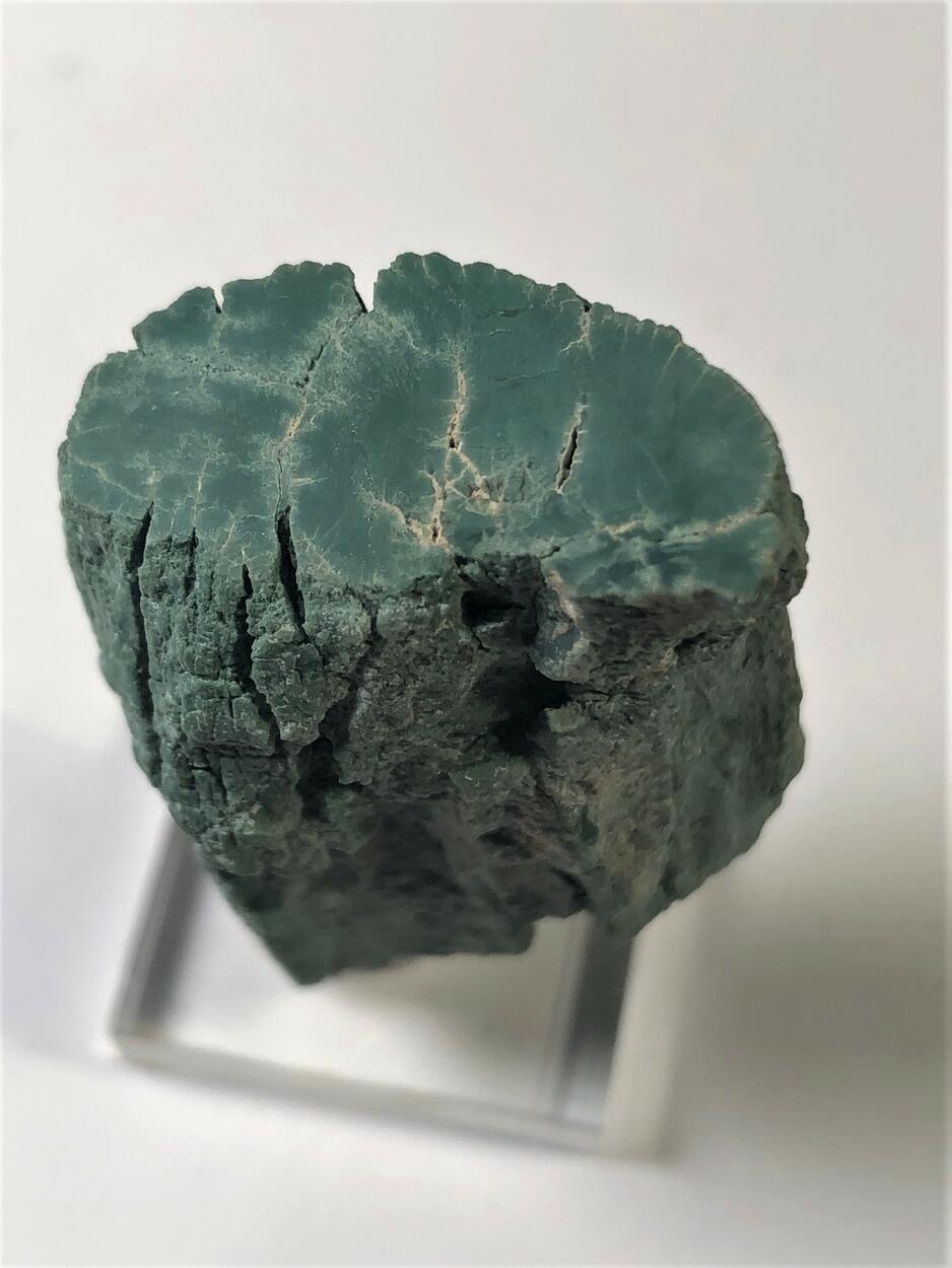 Petrified Wood