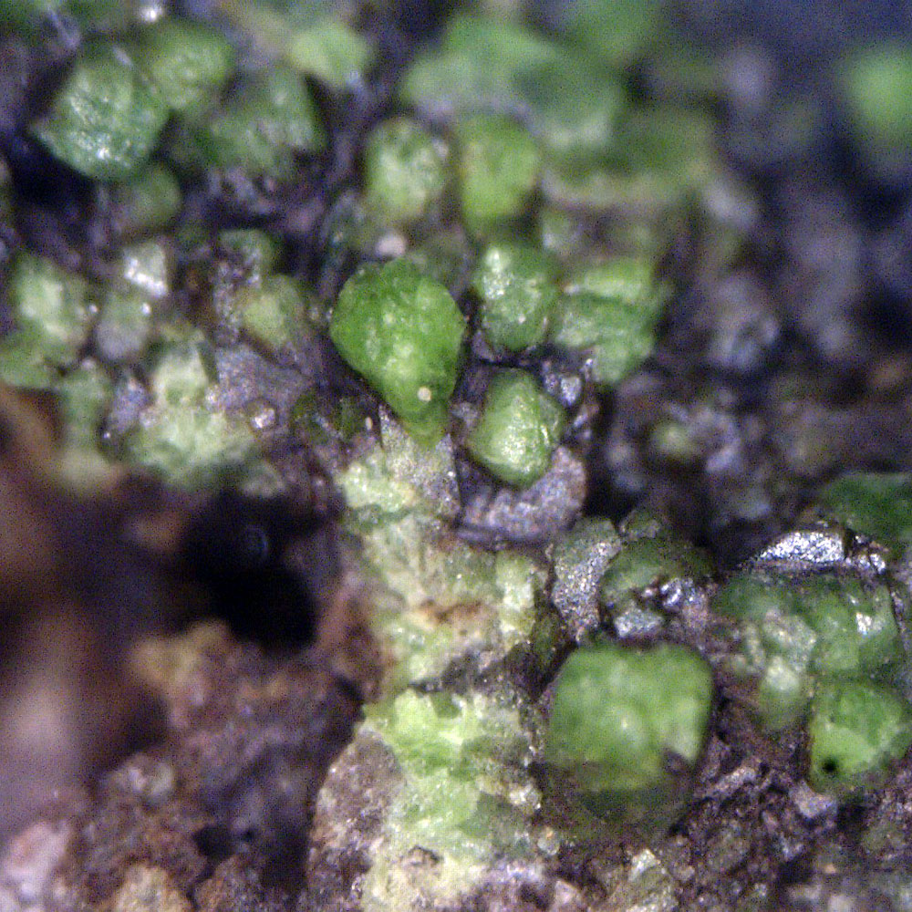 Conichalcite & Wallkilldellite