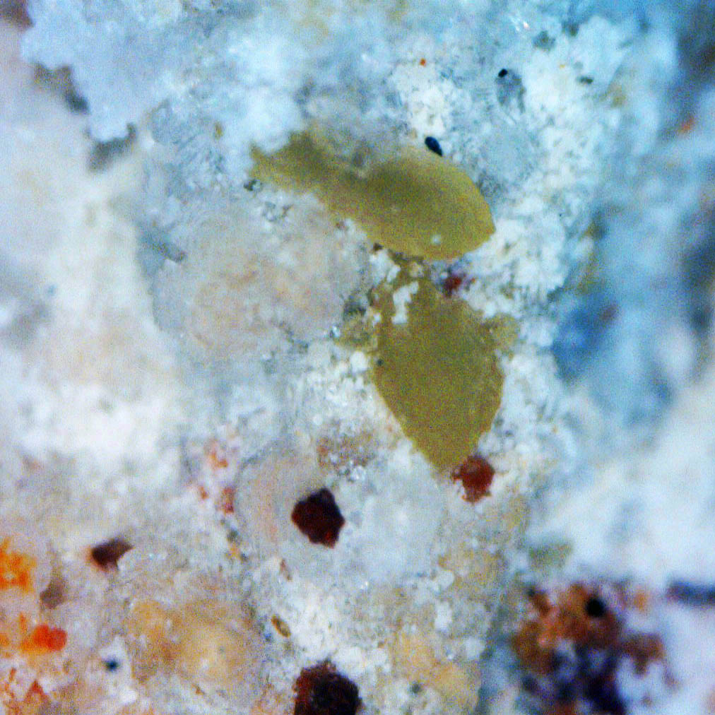 Hemimorphite & Pyromorphite
