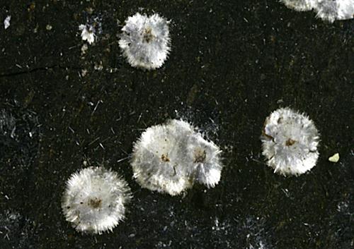 Kochsándorite