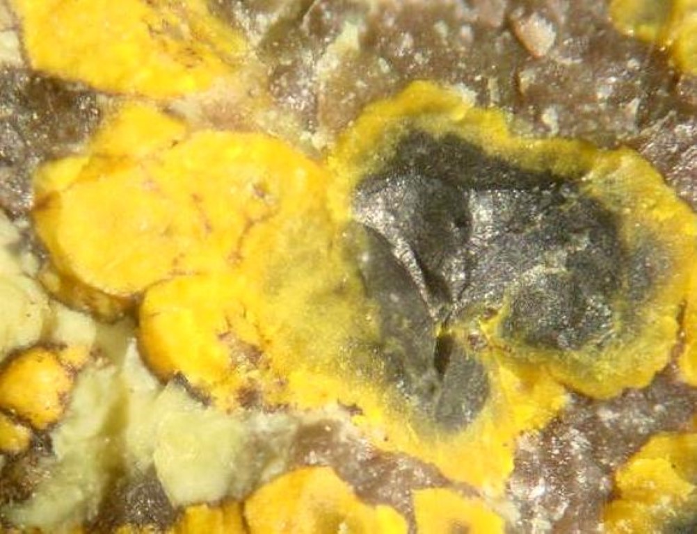 Gummite Uraninite & Cyrtolite