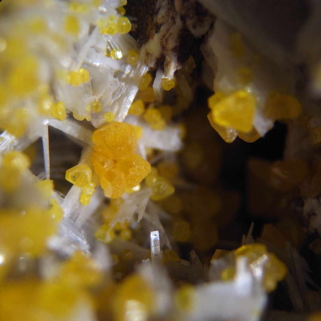 Wulfenite