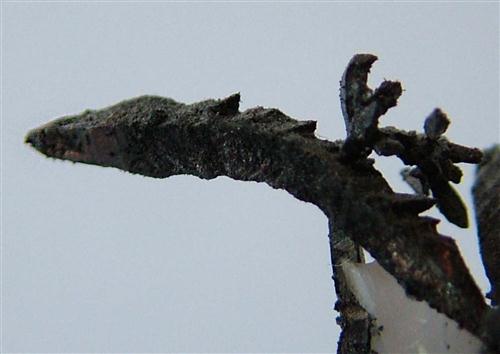 Native Silver On Quartz