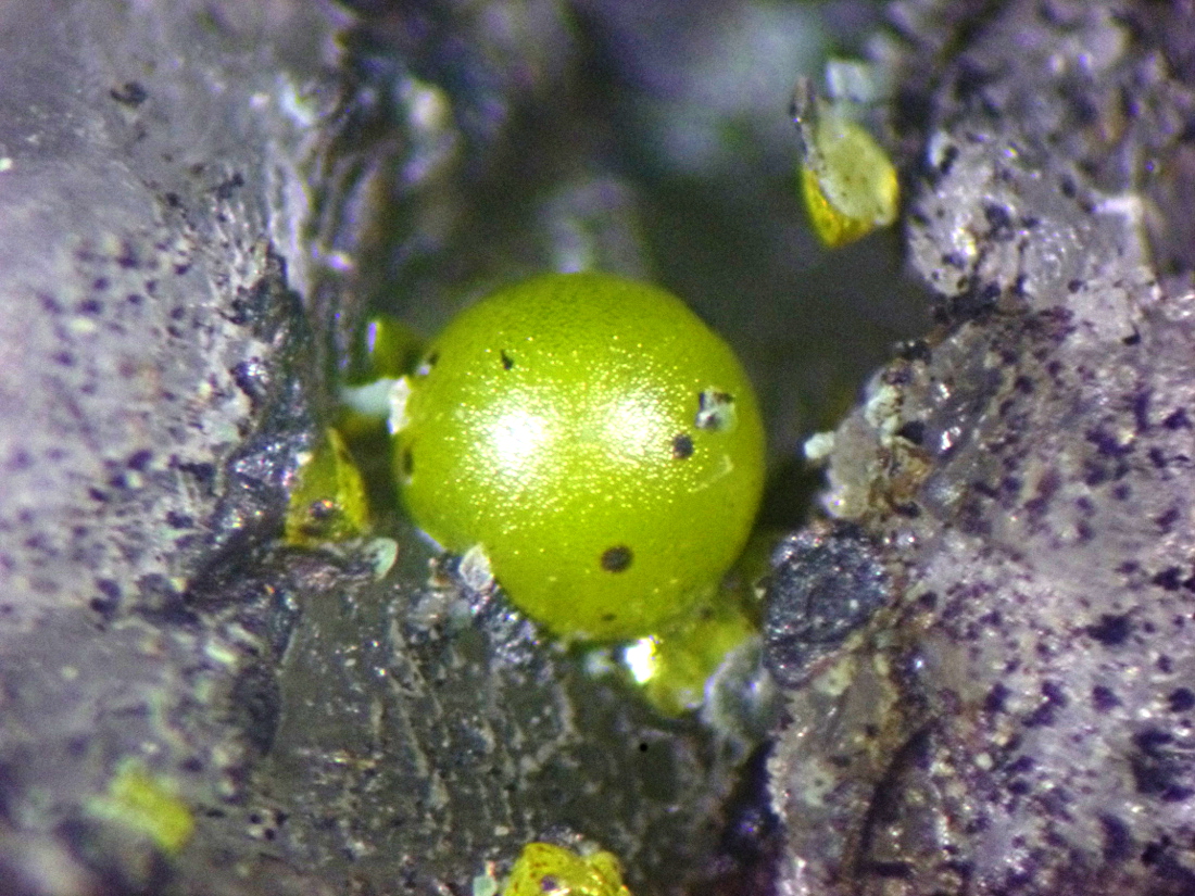 Eulytine
