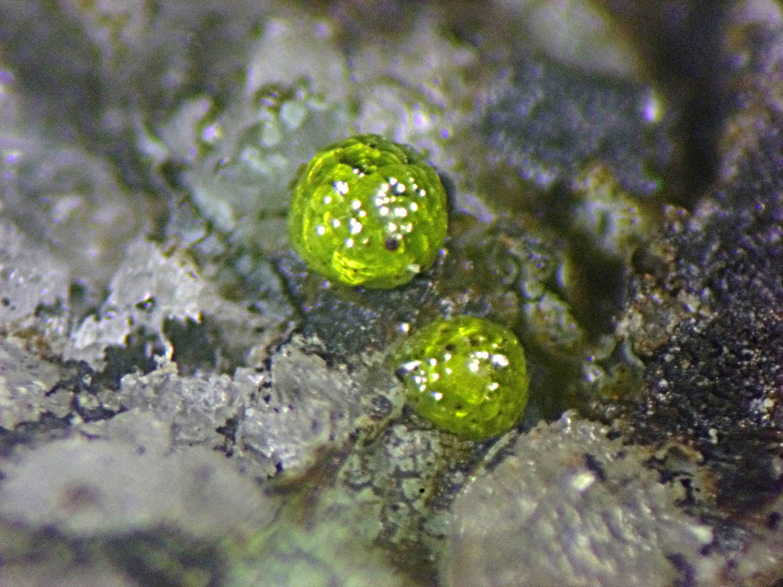 Eulytine