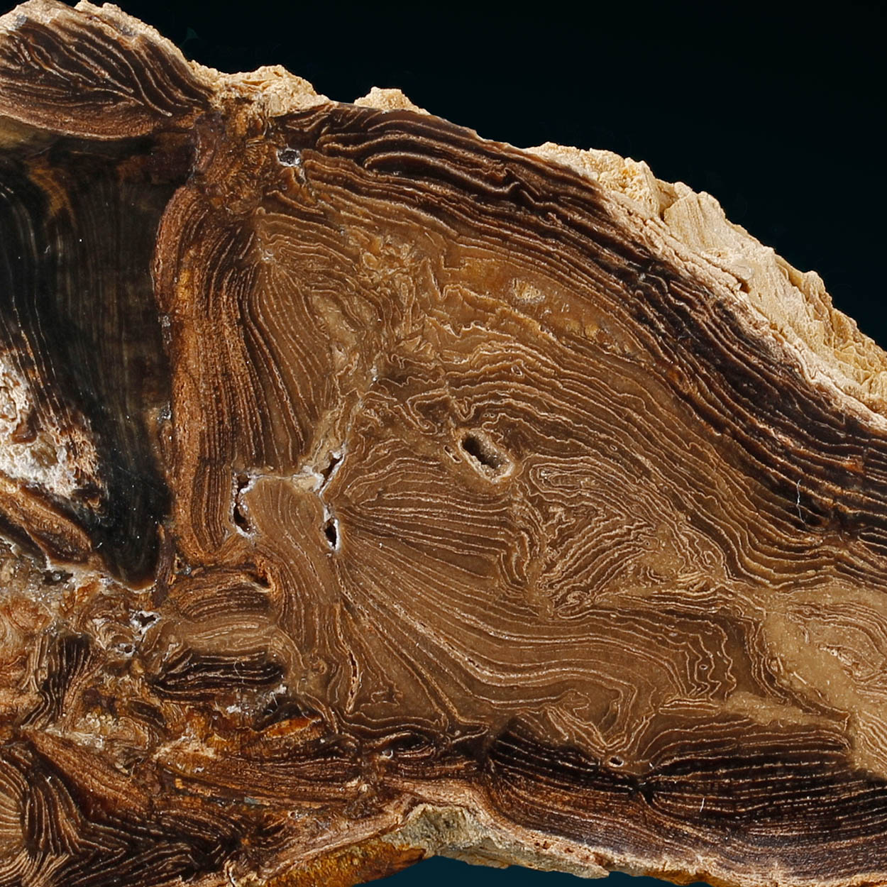 Petrified Wood