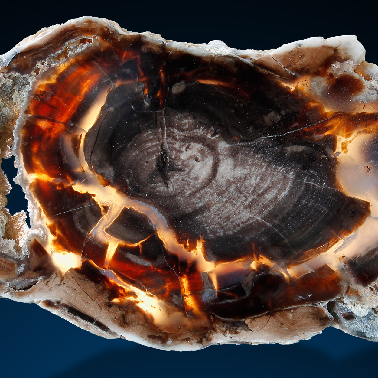 Petrified Wood