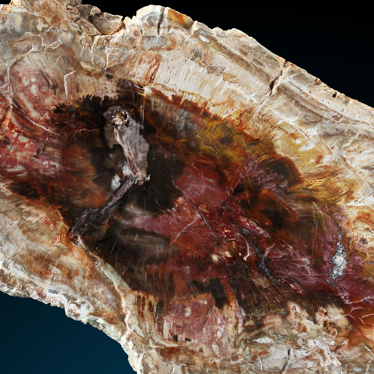 Petrified Wood