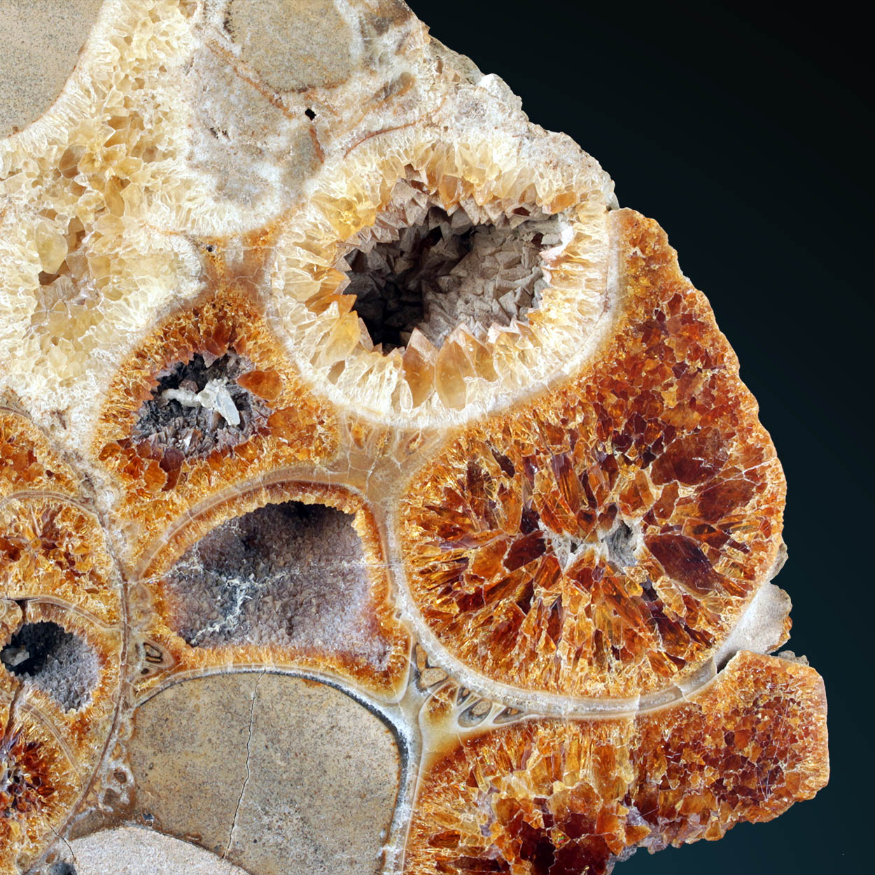 Ammonite