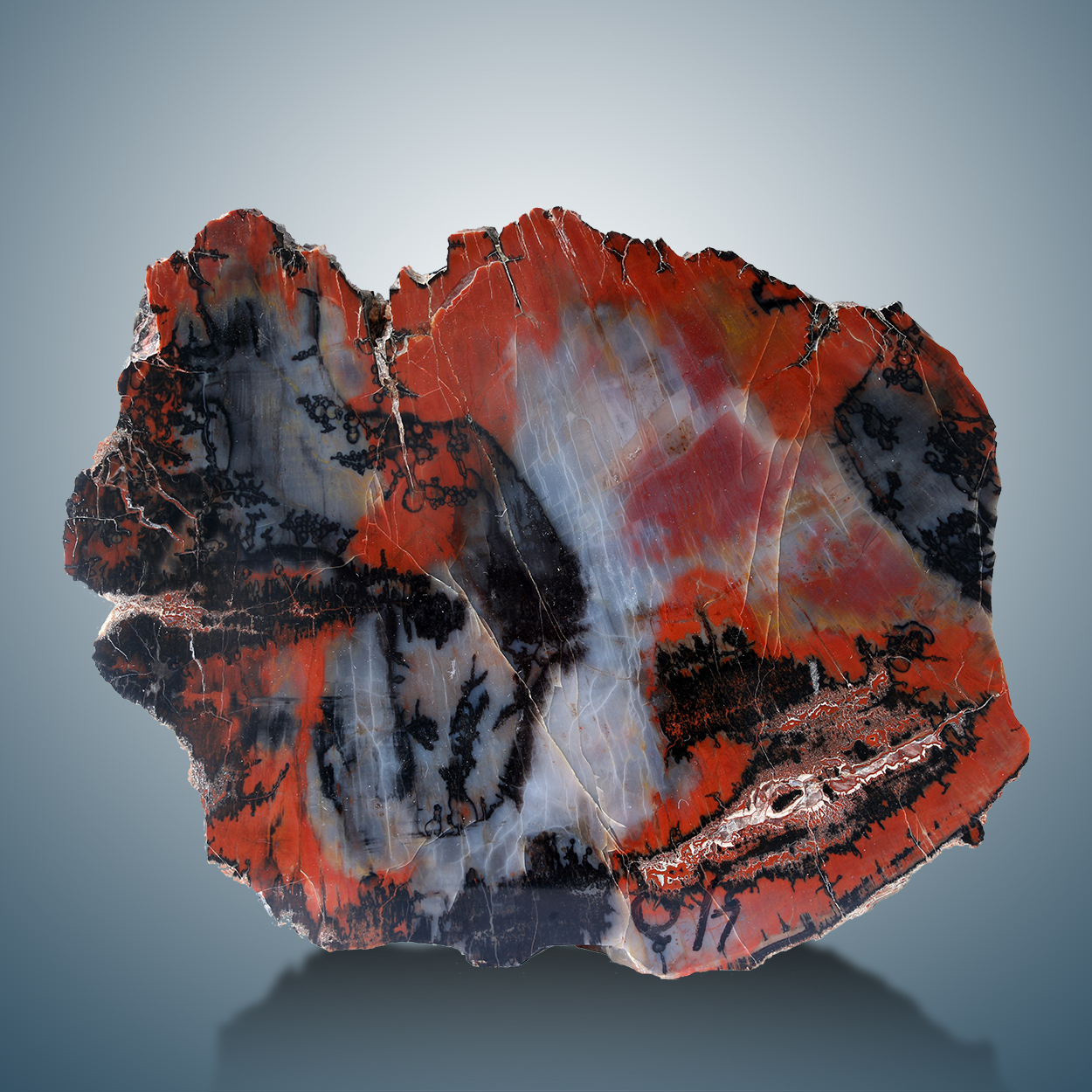 Petrified Wood