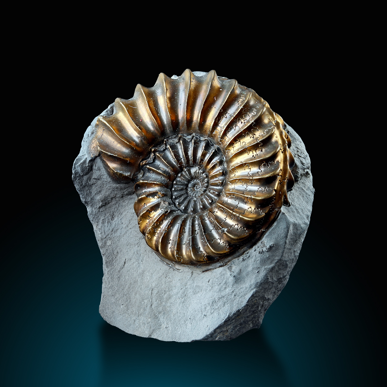 Pyritised Ammonite