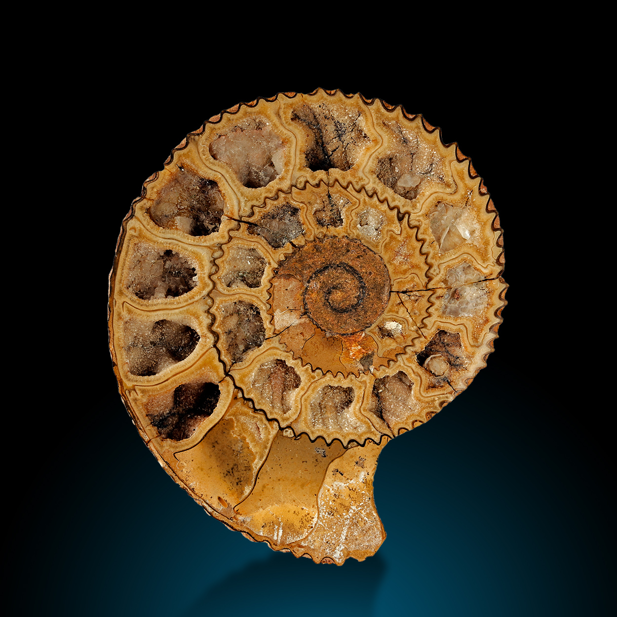 Fossil