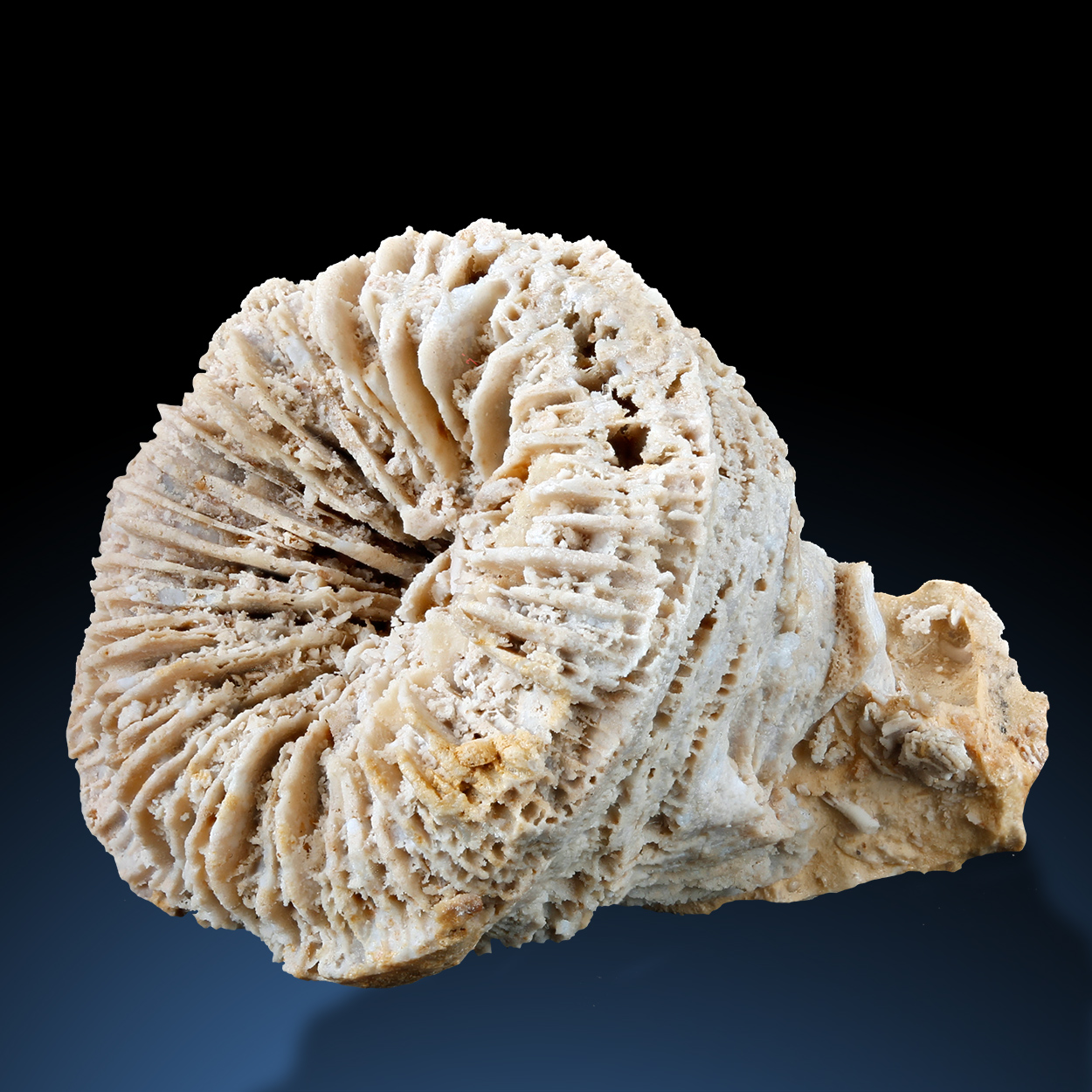 Fossil