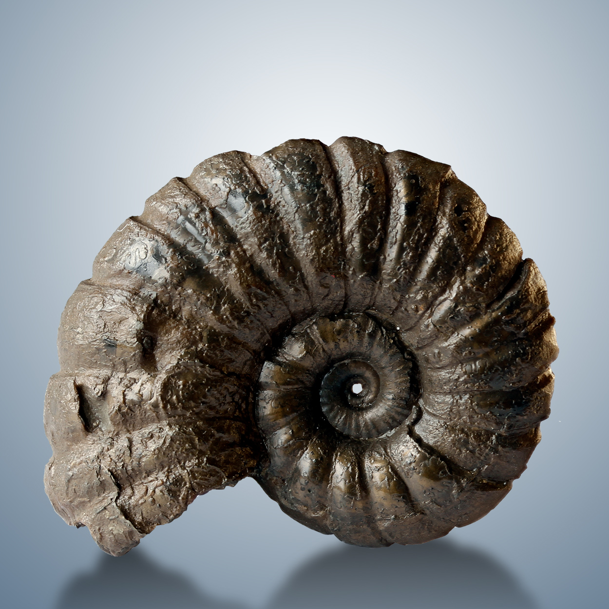Fossil