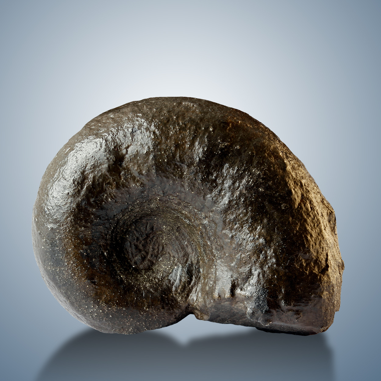 Fossil