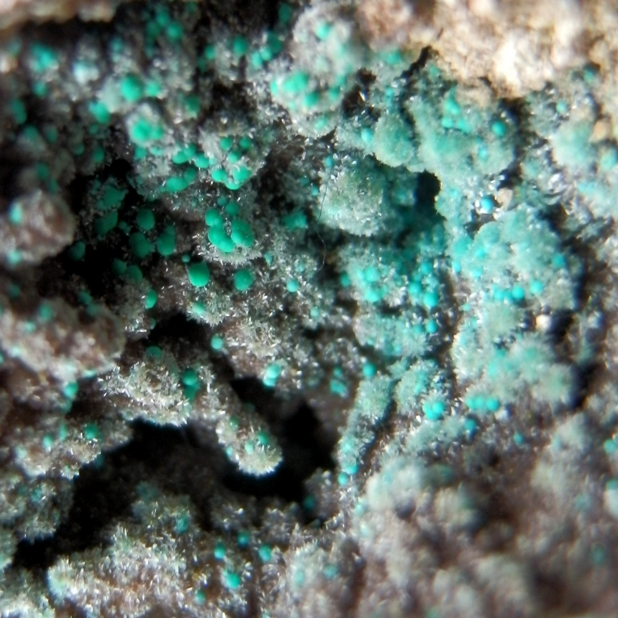 Rosasite & Aurichalcite