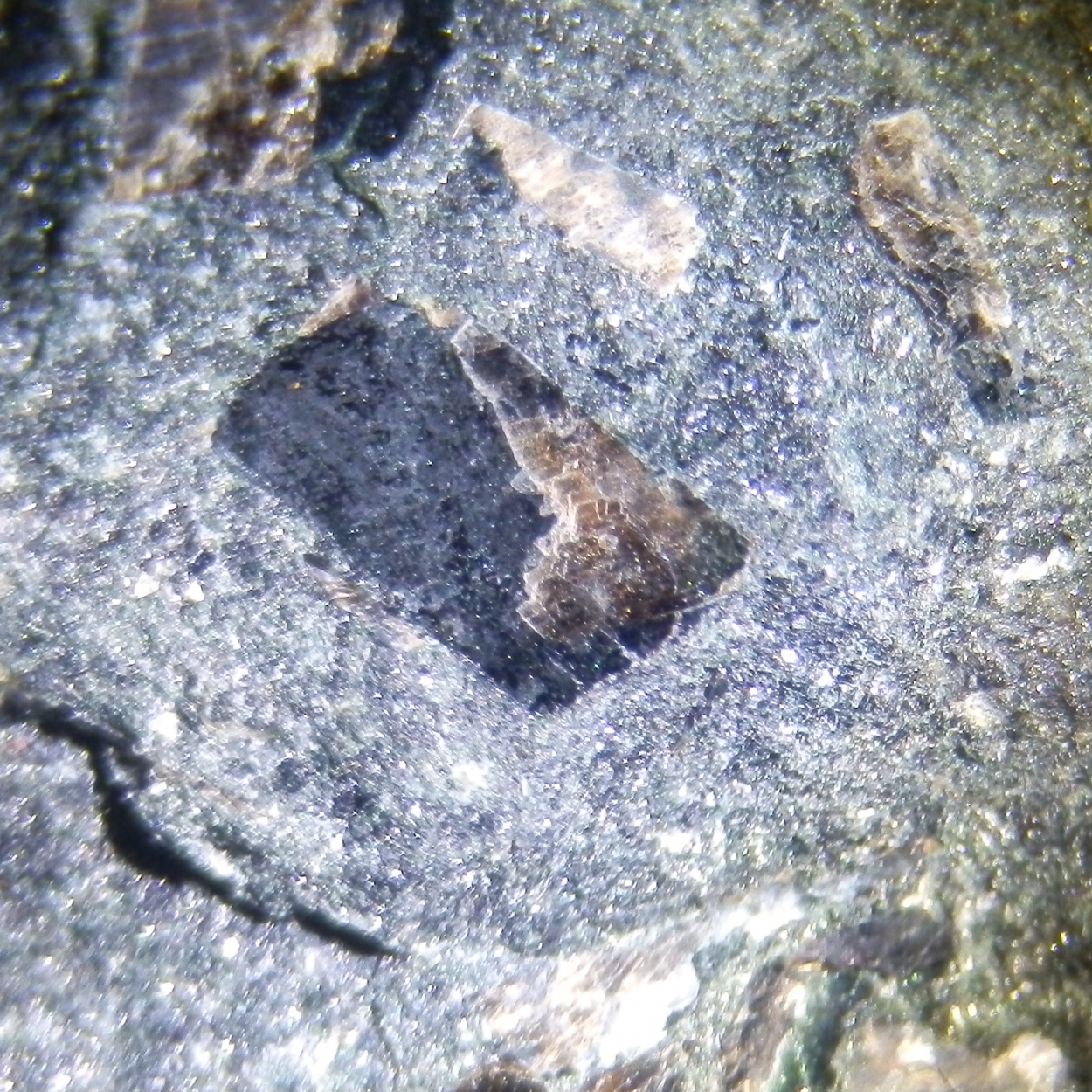 Lomonosovite