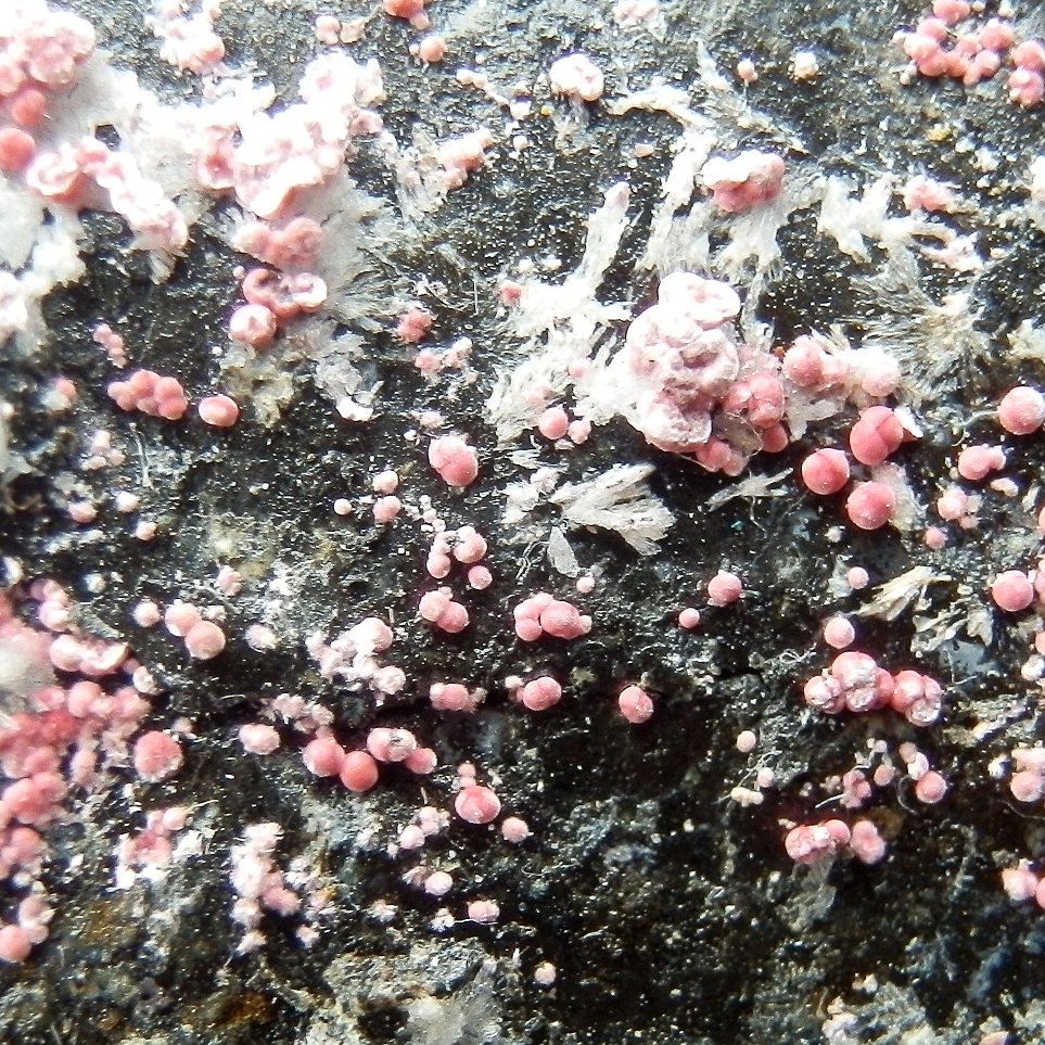 Erythrite & Picropharmacolite