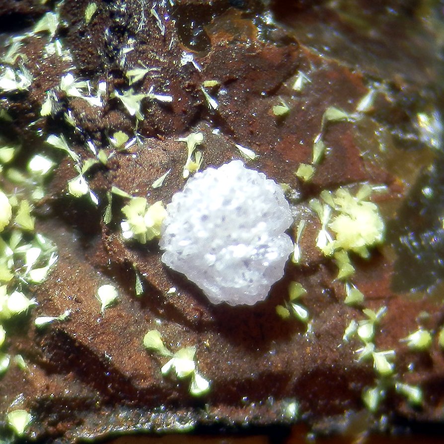 Strengite Meurigite-K & Leucophosphite