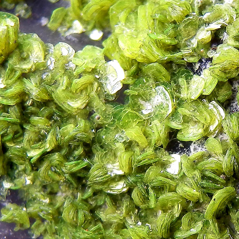 Autunite