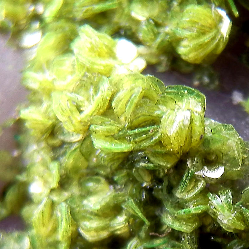 Autunite