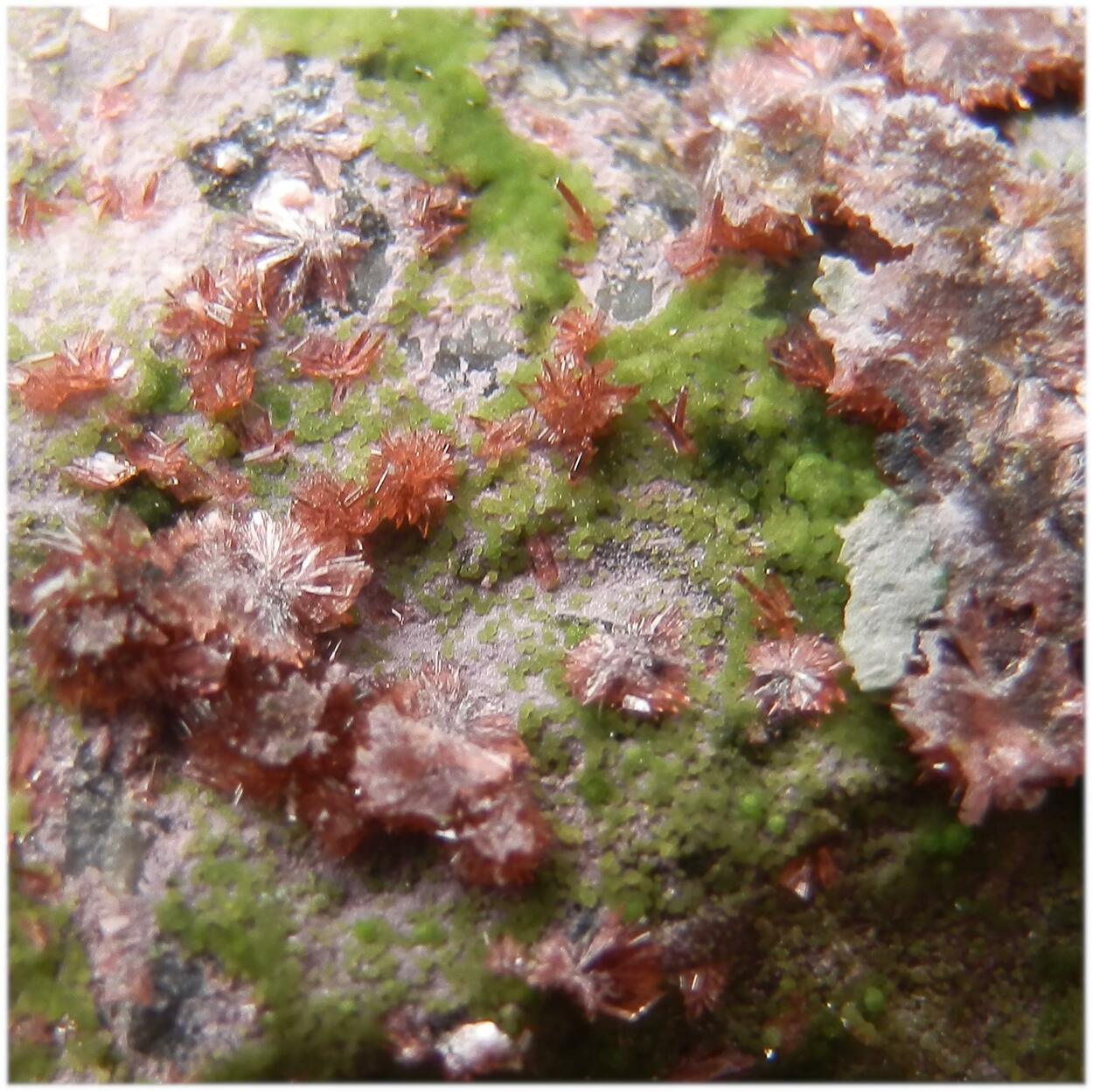 Erythrite & Conichalcite