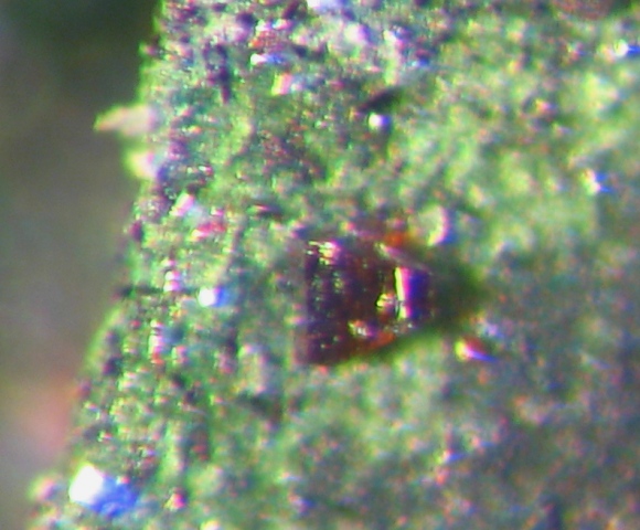 Cupromolybdite & Pseudolyonsite