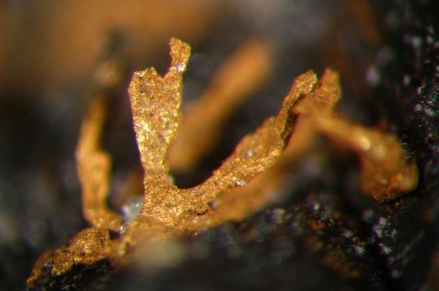 Gold & Uraninite