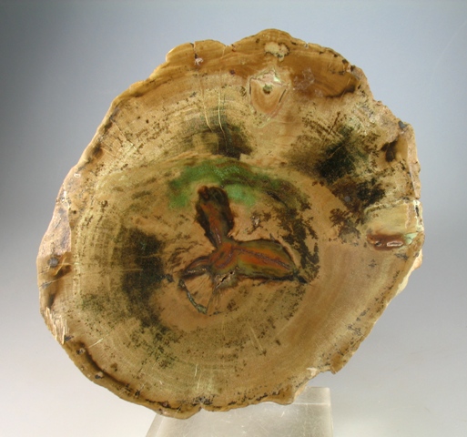 Petrified Wood