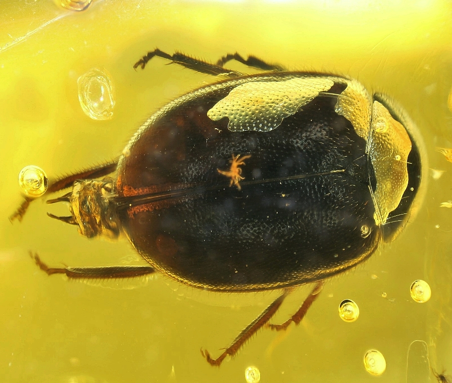 Amber With Insect