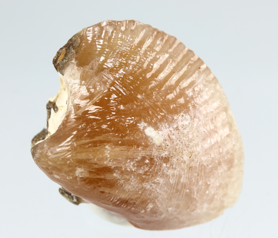 Rhodochrosite Psm Shell