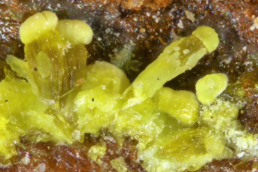 Leesite Blatonite & Mbobomkulite
