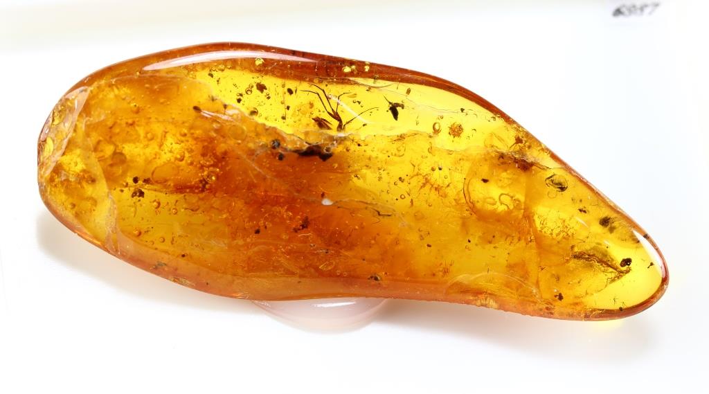 Amber With Insect