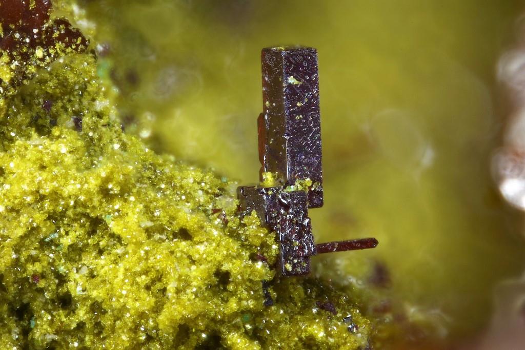 Beaverite-(Cu) Cuprite & Antlerite