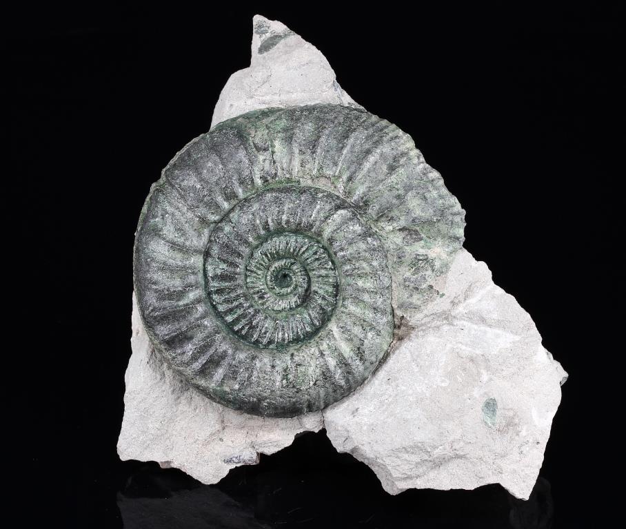 Glauconite Psm Ammonite