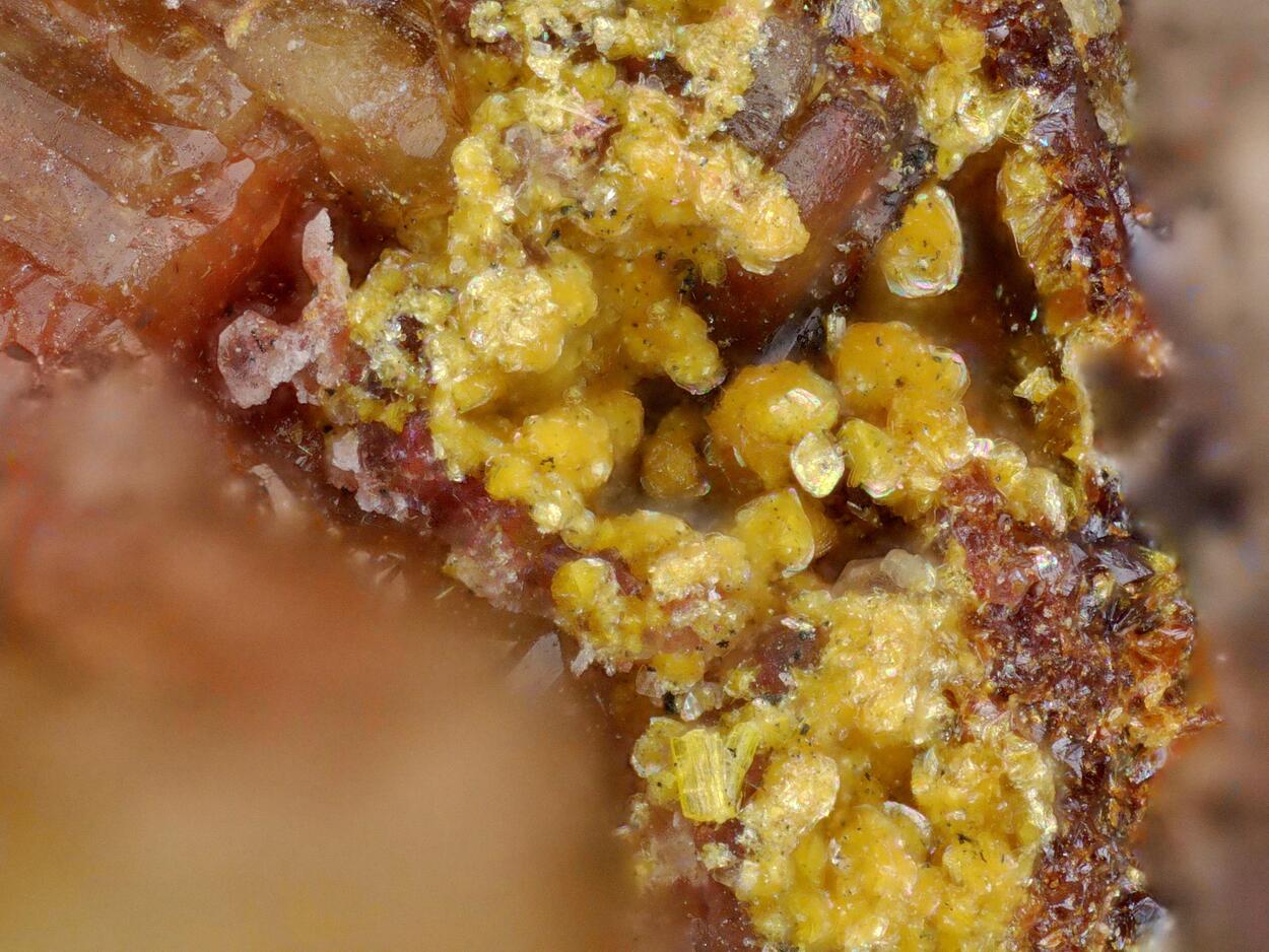 Uranotungstite & Schoepite Psm Ianthinite