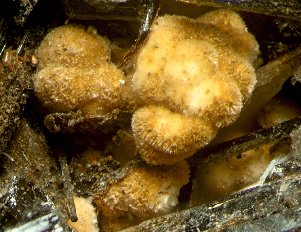 Thomasclarkite-(Y) & Franconite