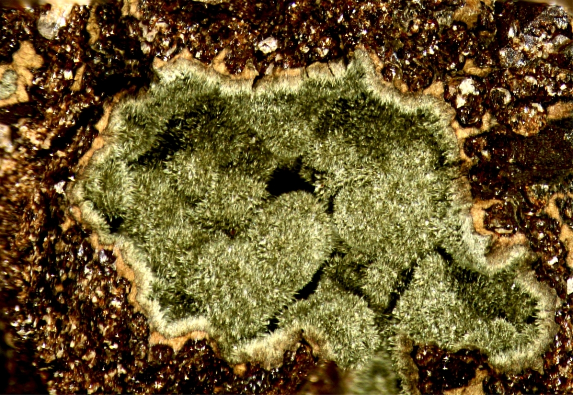 Ferroceladonite & Hisingerite