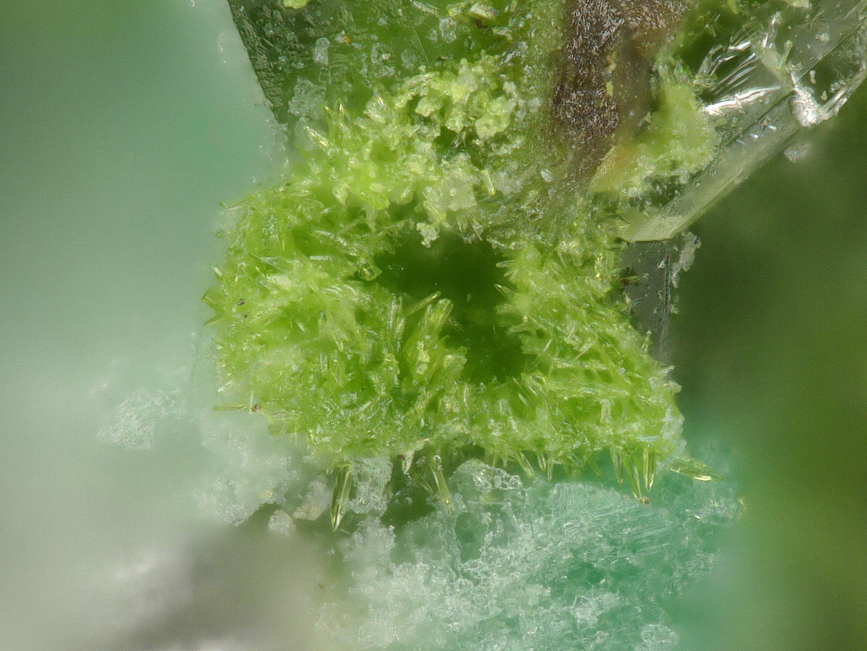 Khorixasite