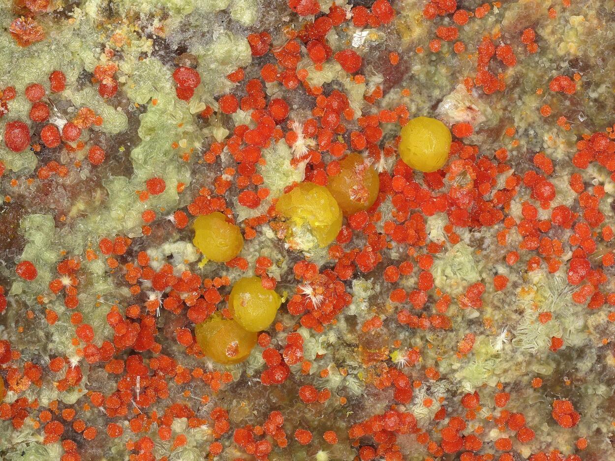 Umohoite & Calcurmolite