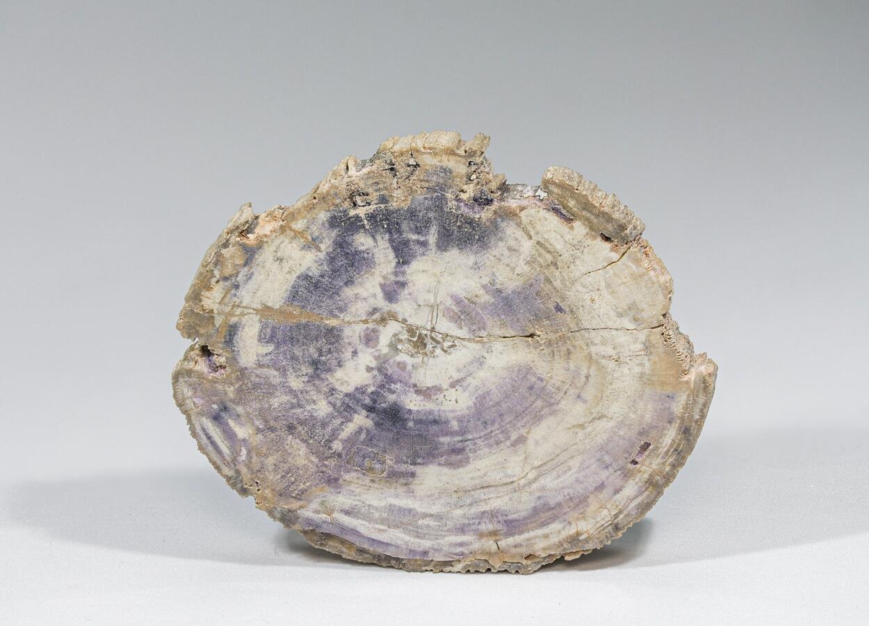 Petrified Wood & Fluorite