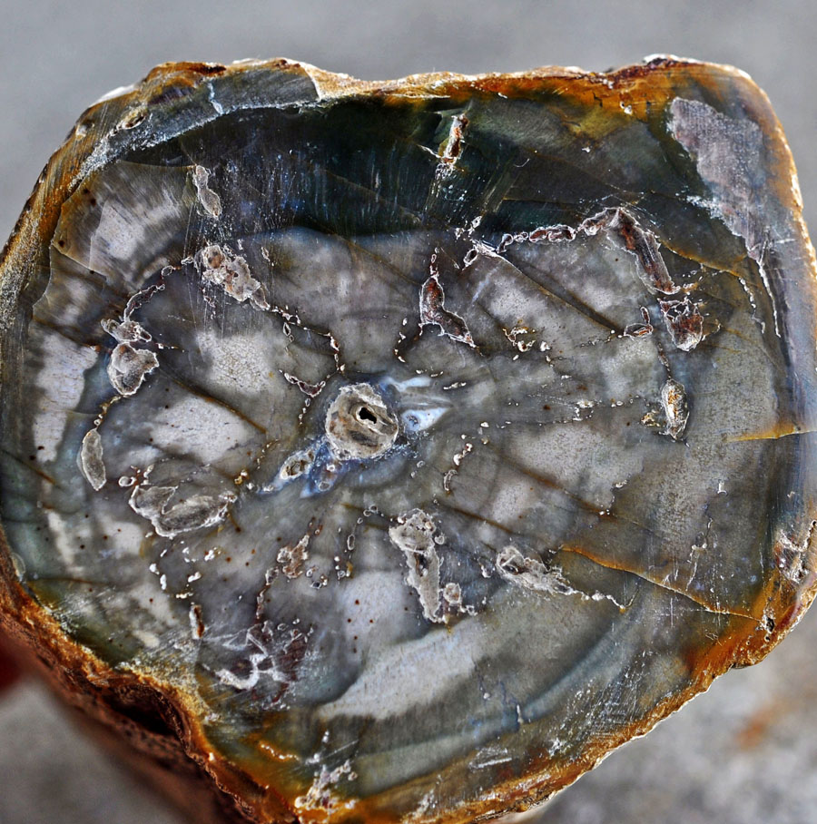 Petrified Wood