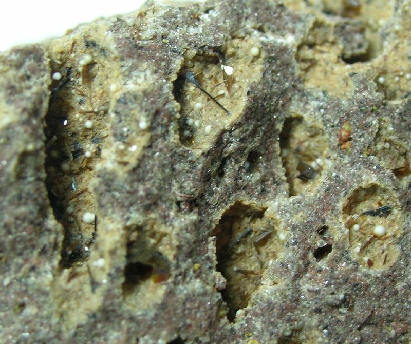 Armalcolite Enstatite & Tridymite