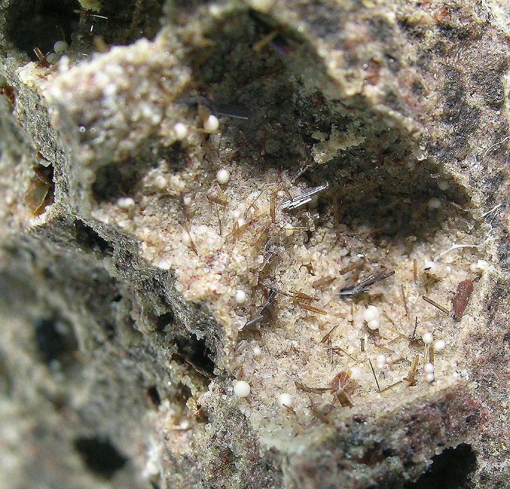 Armalcolite Enstatite & Tridymite