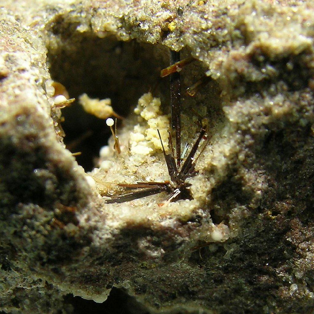 Armalcolite Enstatite Tridymite & Fluorophlogopite