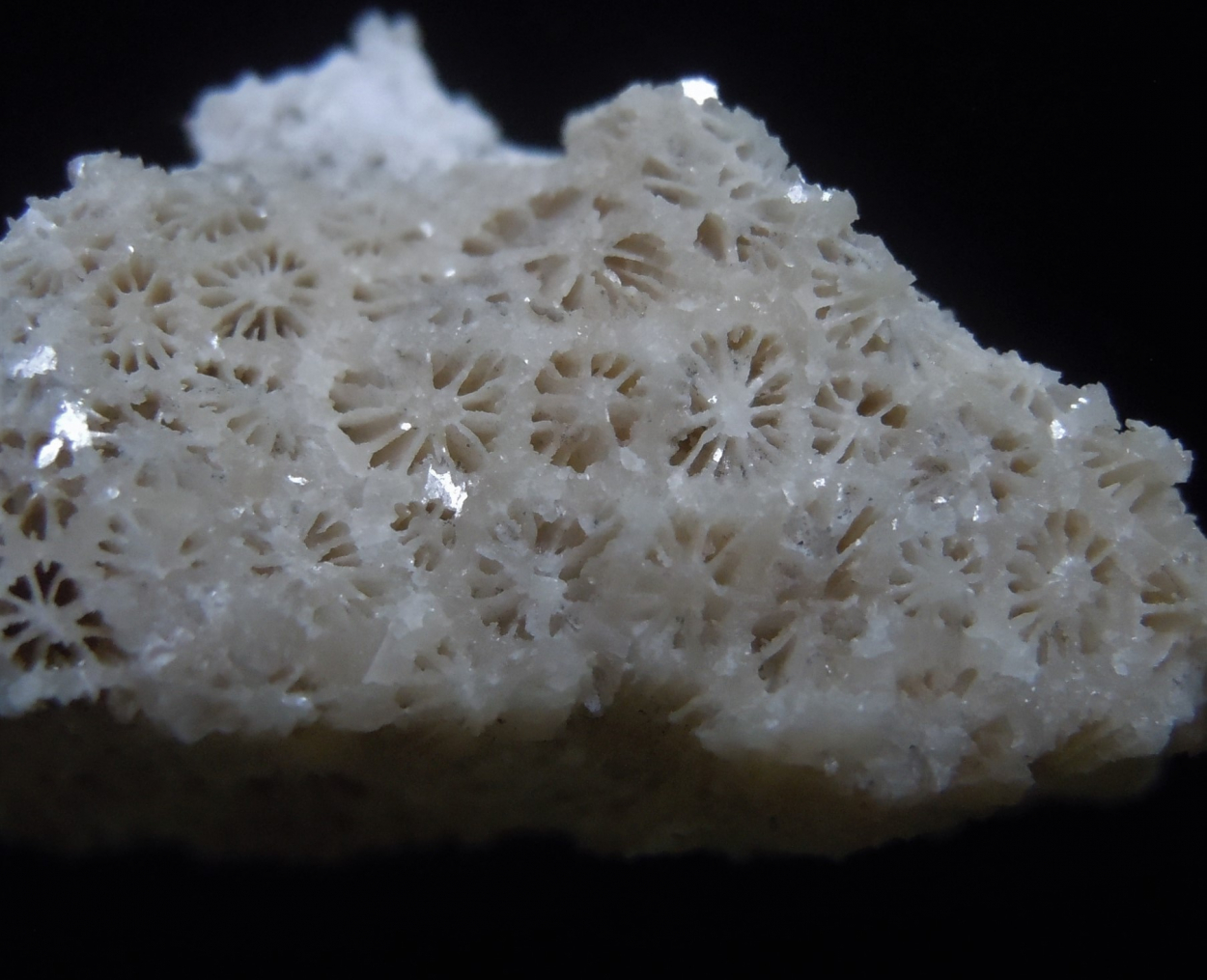 Coral Fossil