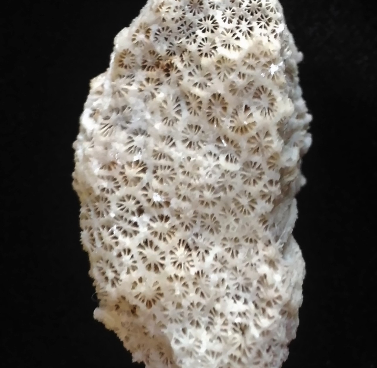 Coral Fossil