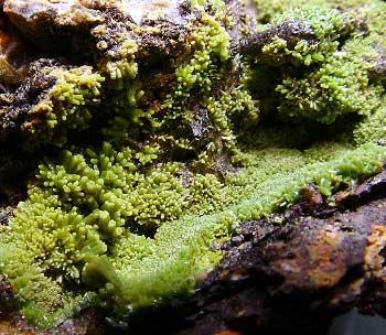 Pyromorphite